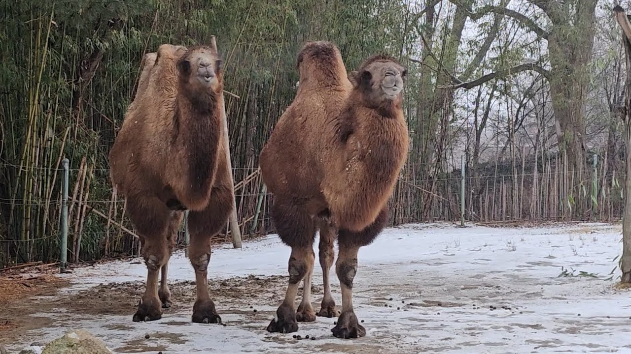 Bactrian Camels