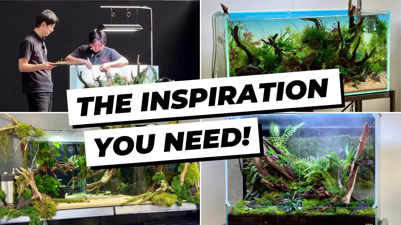 Top Aquascapes of the Aqua Expo 2025 – Stunning Aquarium Inspiration You Can’t Miss!