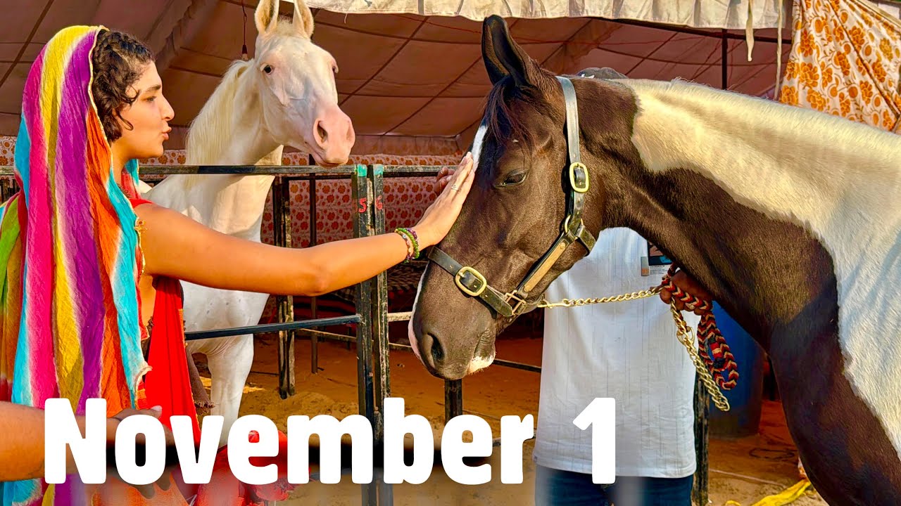 Pushkar Mela 2025 Nov 1 Evening | 1100 KG Bhaisa, Imported Horse, Palomino Kathiawari & More