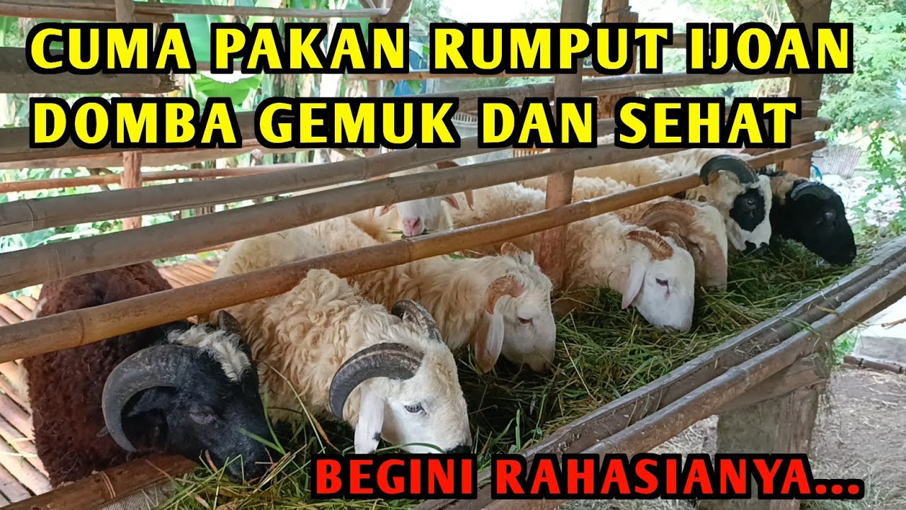 Cuma pakan sederhana domba cepat gemuk, peternak wajib tau