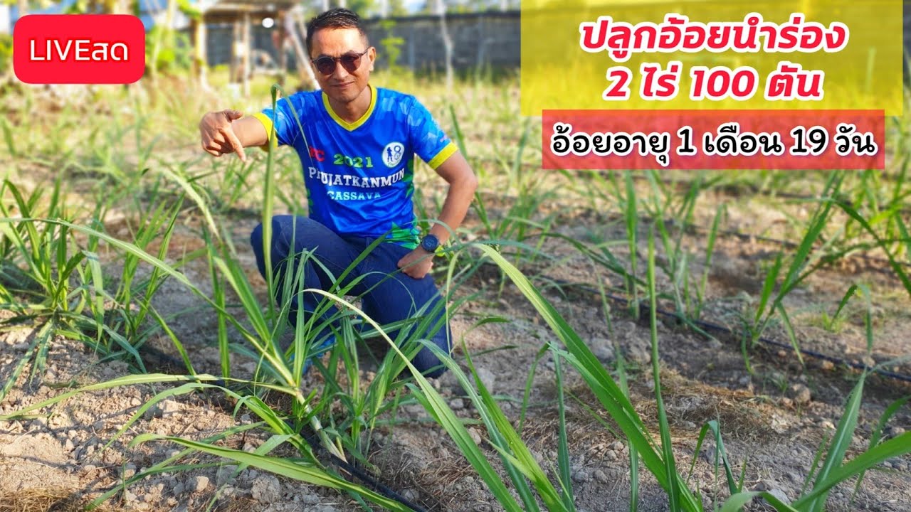 🔴LIVEสด! อ้อย1เดือน19วัน ผู้จัดการมัน ปลูกอ้อยนำร่อง 2 ไร่100 ตัน ปี 2565