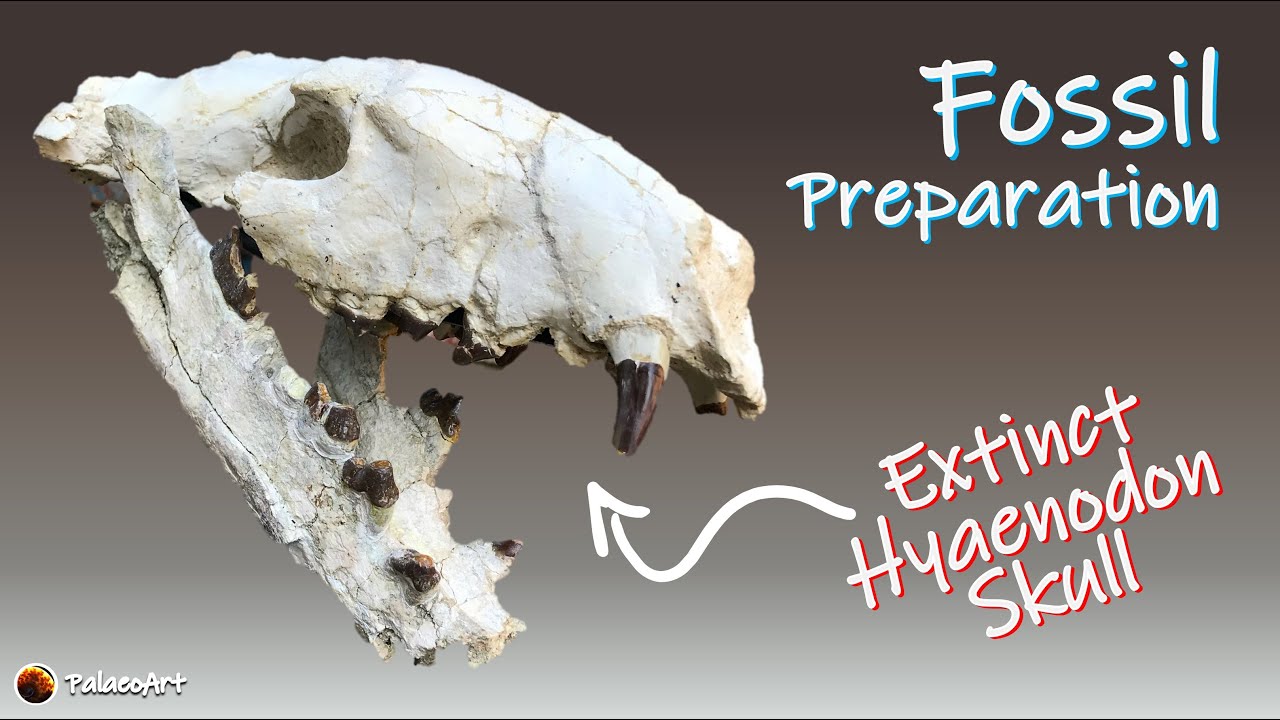Fossil Preparation - Hyaenodon horridus carnivore skull in time lapse (30 million years old)