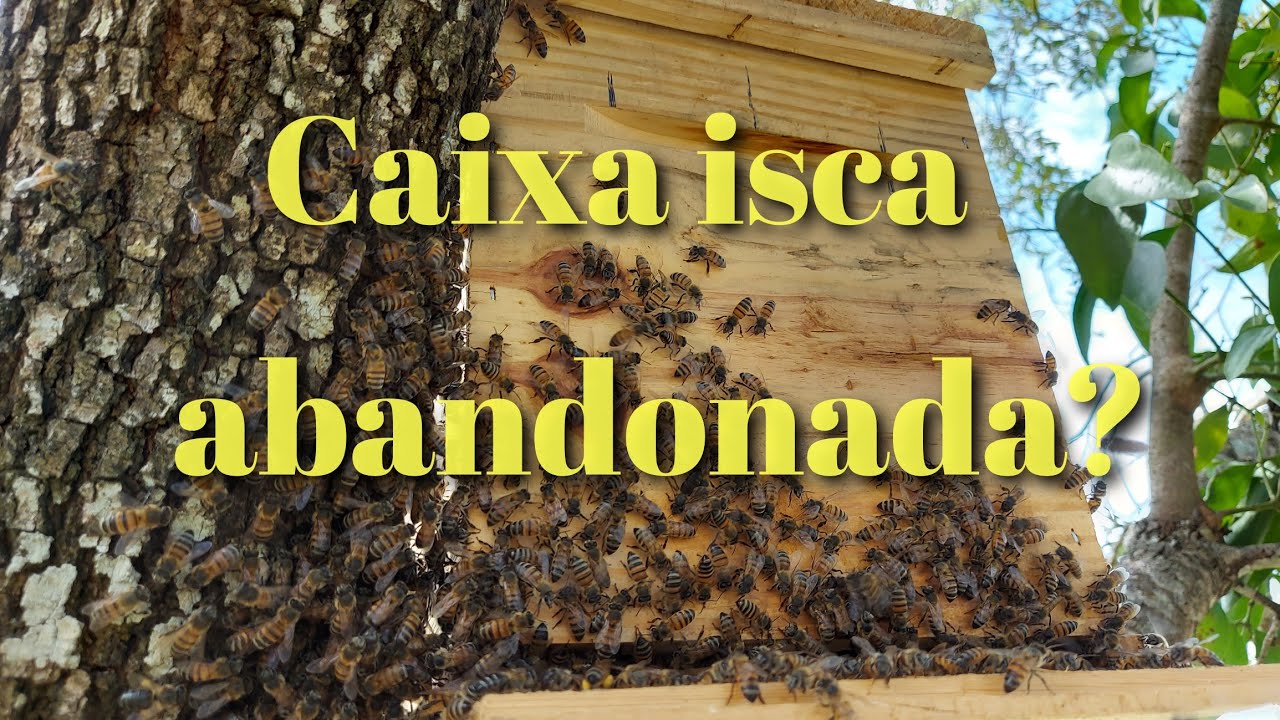 Caixa isca de papelão abandonada e com a surpresa de ter capturado mais um enxame