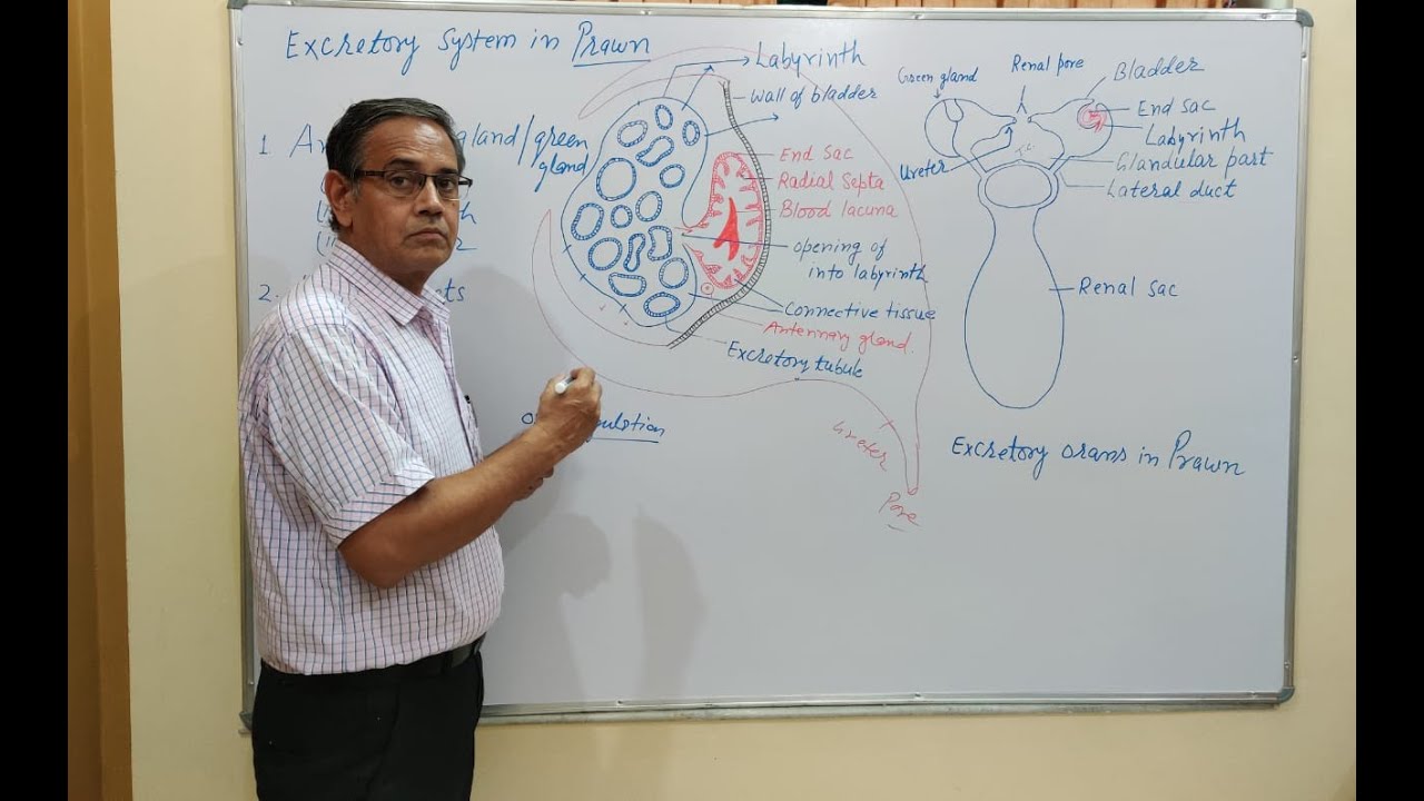 Excretory System in Palaemon (Prawn)