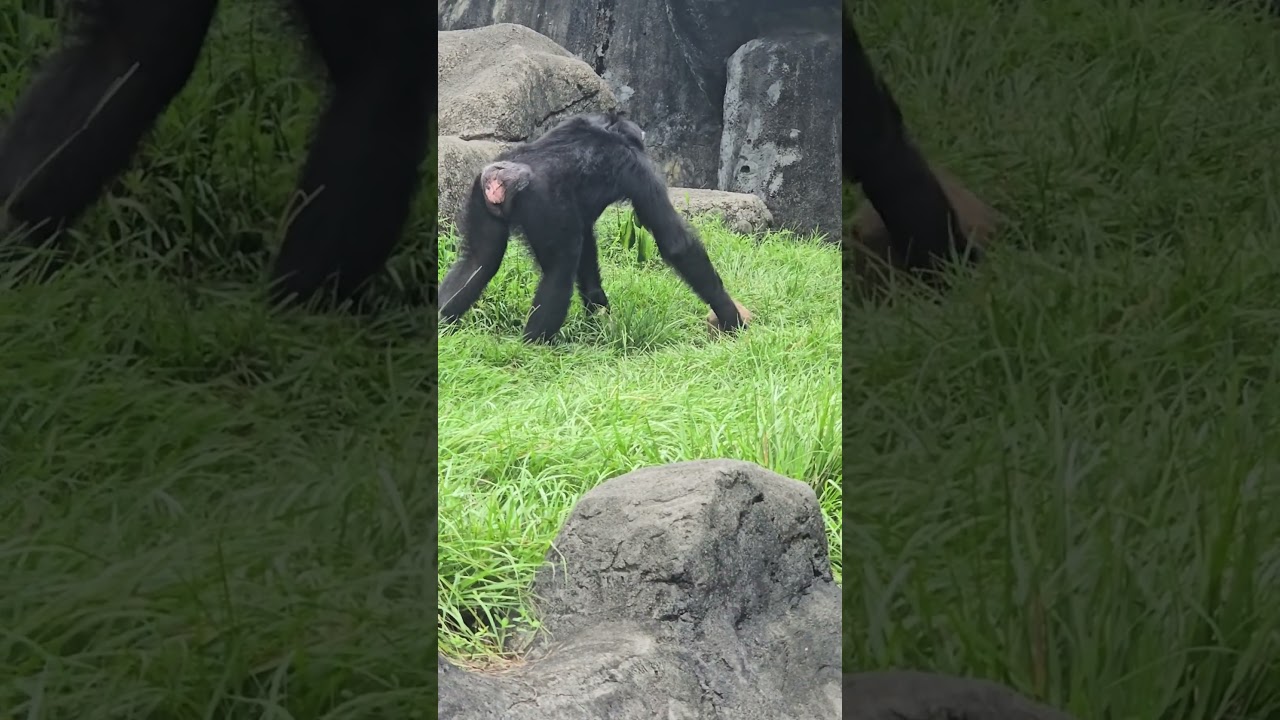 Chimpanzee/Pan troglodytes/Taipei Zoo