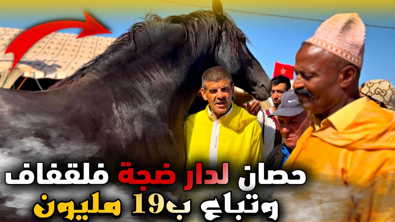 مـوسم بني خلف مع حصان هبل الناس و تـبـاع ب 19 فسوق لقفاف 😱 وشراه هرم من أهرام التبوريدة ✨ …،