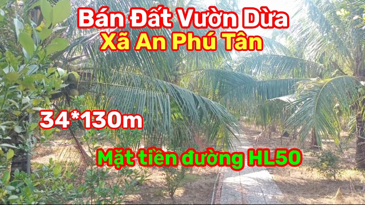 Thành Hiếu Nhà Đất Cầu Kè, Vĩnh Long. Bán Đất Vườn Dừa DT 34*130m CLN. Giá 150 triệu/ m ngang