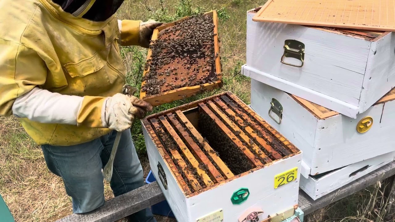 ÜÇ KATLI KOVANIMIZDA ANLIK DURUM - 04.07.2024
