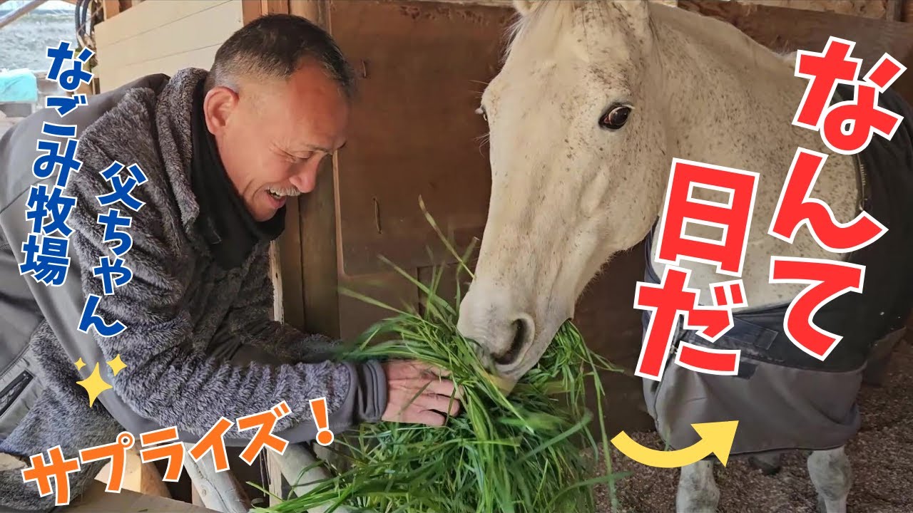 マジですか！？大量に差し出される生草に嬉しさと戸惑いを隠せない引退競走馬の表情がこちらです！＃なごみ牧場