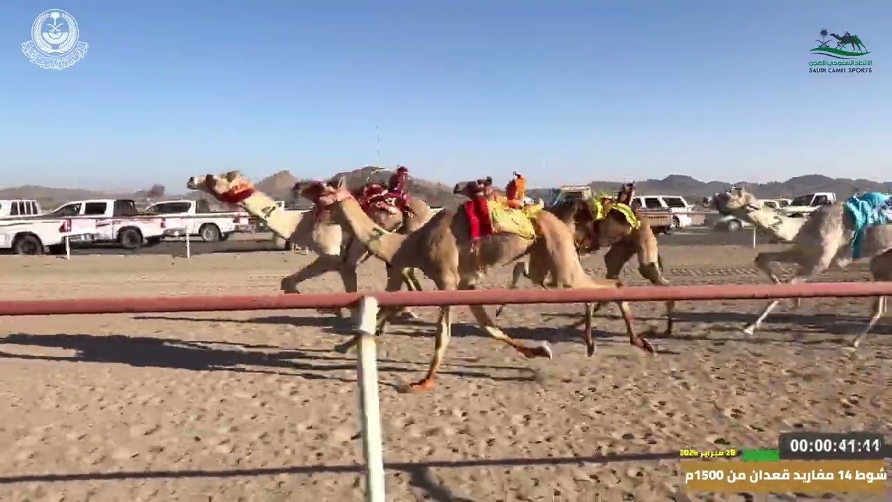 مهرجان ميدان اليتمه لسباق الهجن الاول  الشوط 14 مفاريد قعدان  من 1500م صايب  لـ مرسل مانع ال رزق