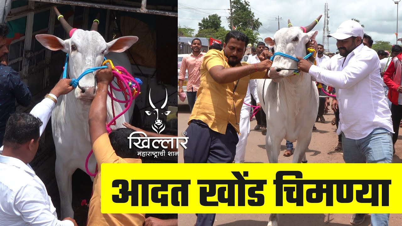 आदत खोंड चिमण्या, उमेश स्वामी नागज, घटप्रभा प्रदर्शन | Khillar Maharashtrachi Shaan 2022