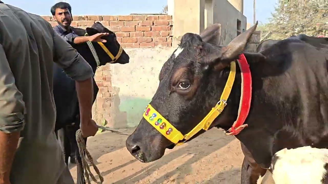 Freezen Cholistani cross cow for sale