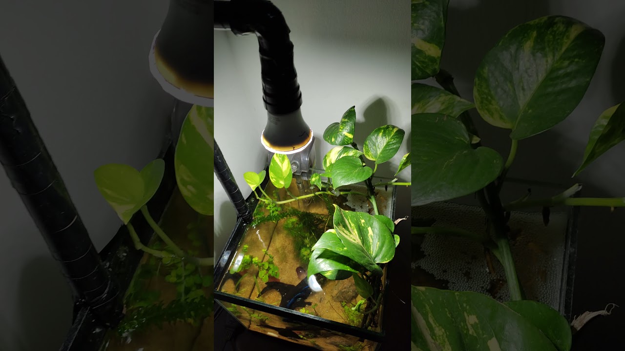 Planta jiboia no aquário, como cultivar, planta de jardim em aquários...