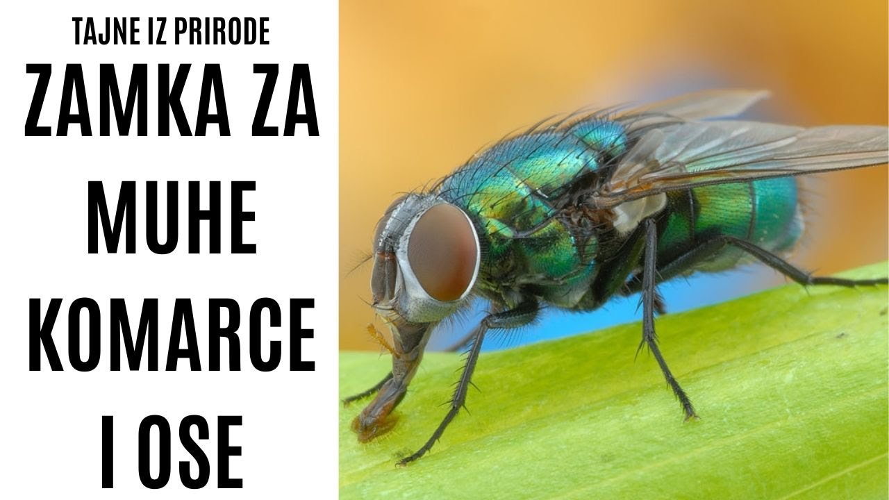 KAKO NAPRAVITI ZAMKU ZA MUHE KOMARCE I OSE