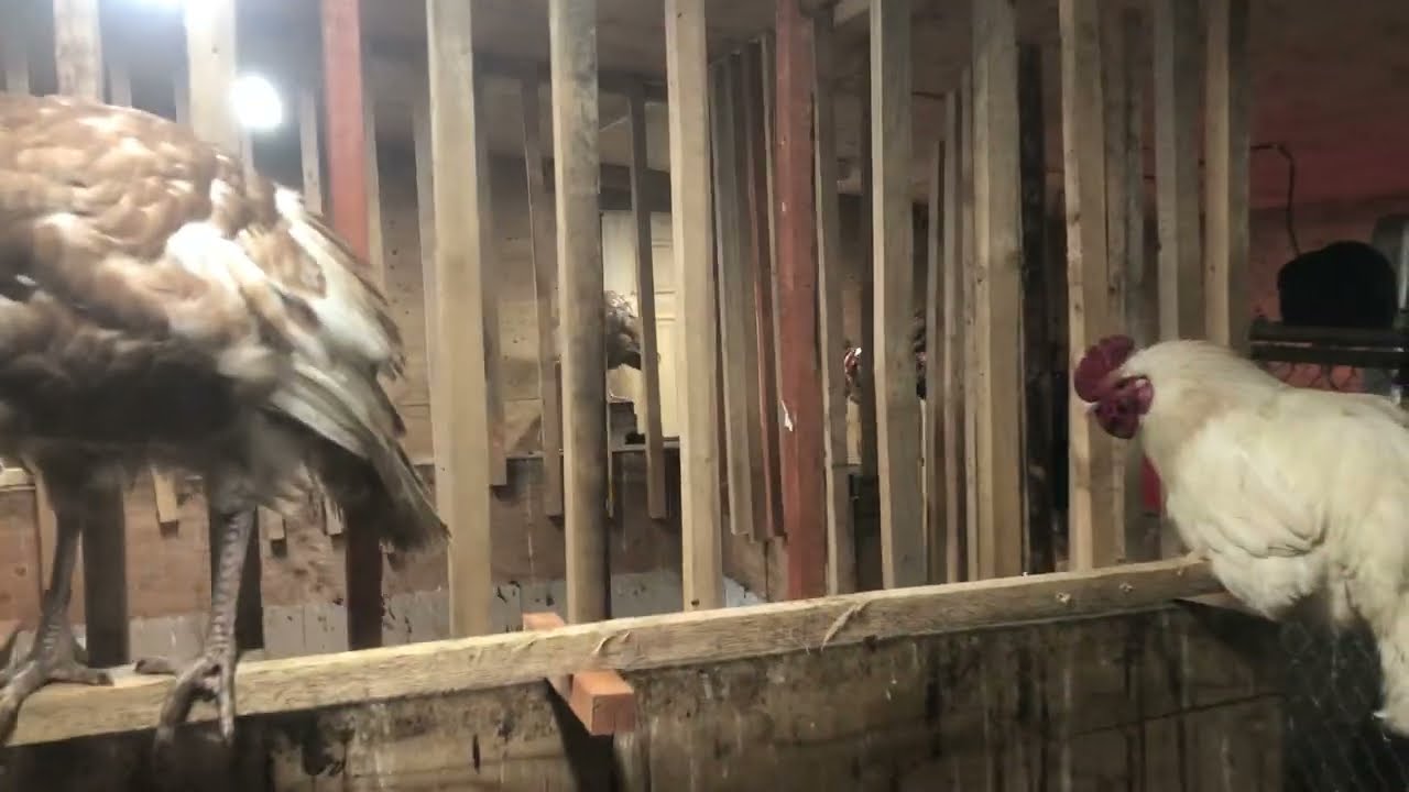 First time having piglets but I want to do natural farrowing.  NO crates.  No cruelty.