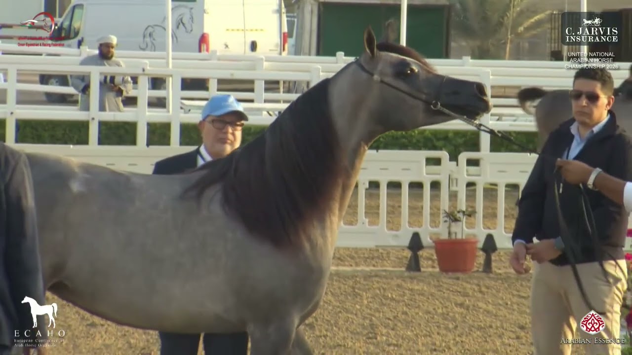 United National Arabian Horse Championship 2026   Class 3A