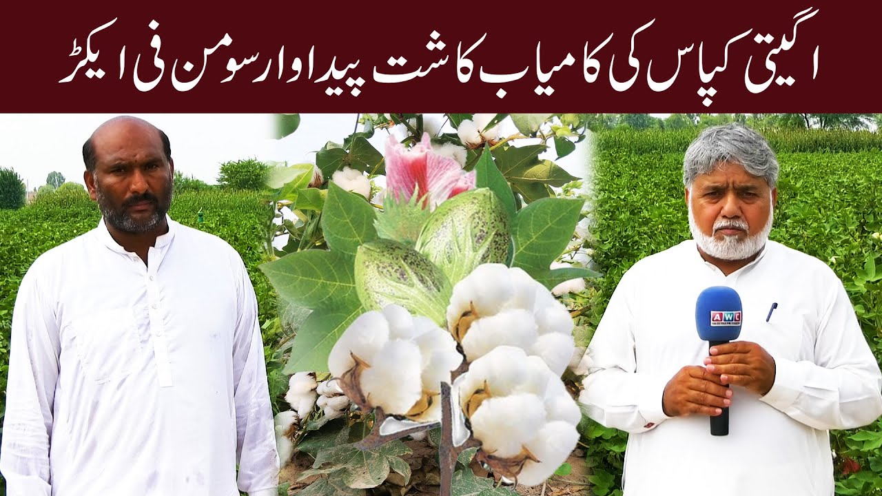 Agaiti Kapas Ki Fasal CKC | Important Tips for Cotton Crop | Awc Agri