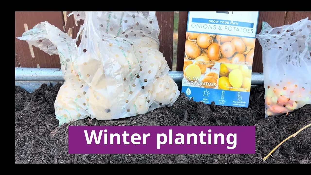 Winter planting in the garden
