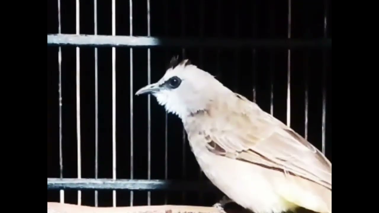 Pancingan burung trucuk ombyokan#pancingantrucukombyokan
