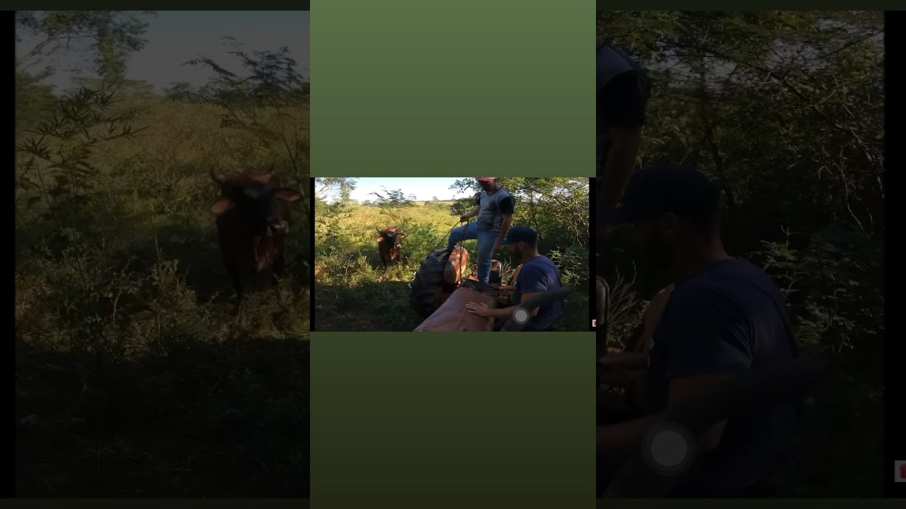 Cachorro e vaca ruim pe&atilde;o bom!