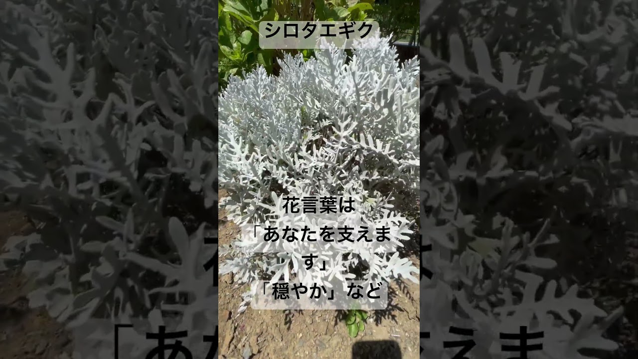 寄せ植えないシロタエギク