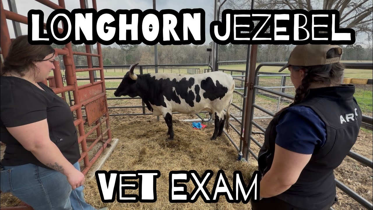 Longhorn Steer and Jezebel’s Hoof Issues