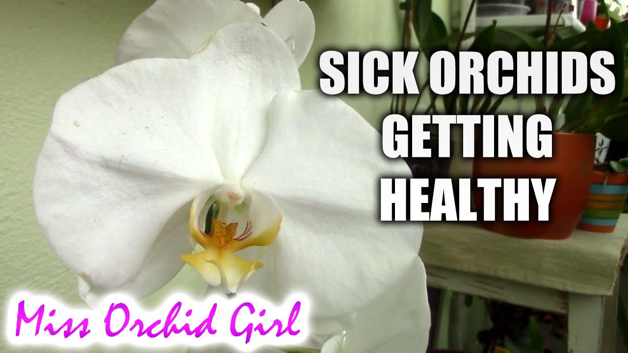 What to expect when a sick Orchid is recovering?
