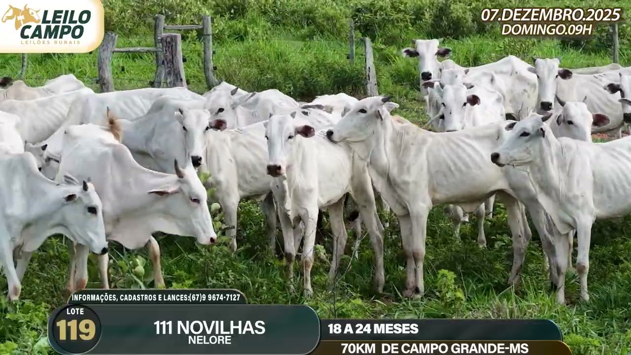 LOTE 119
