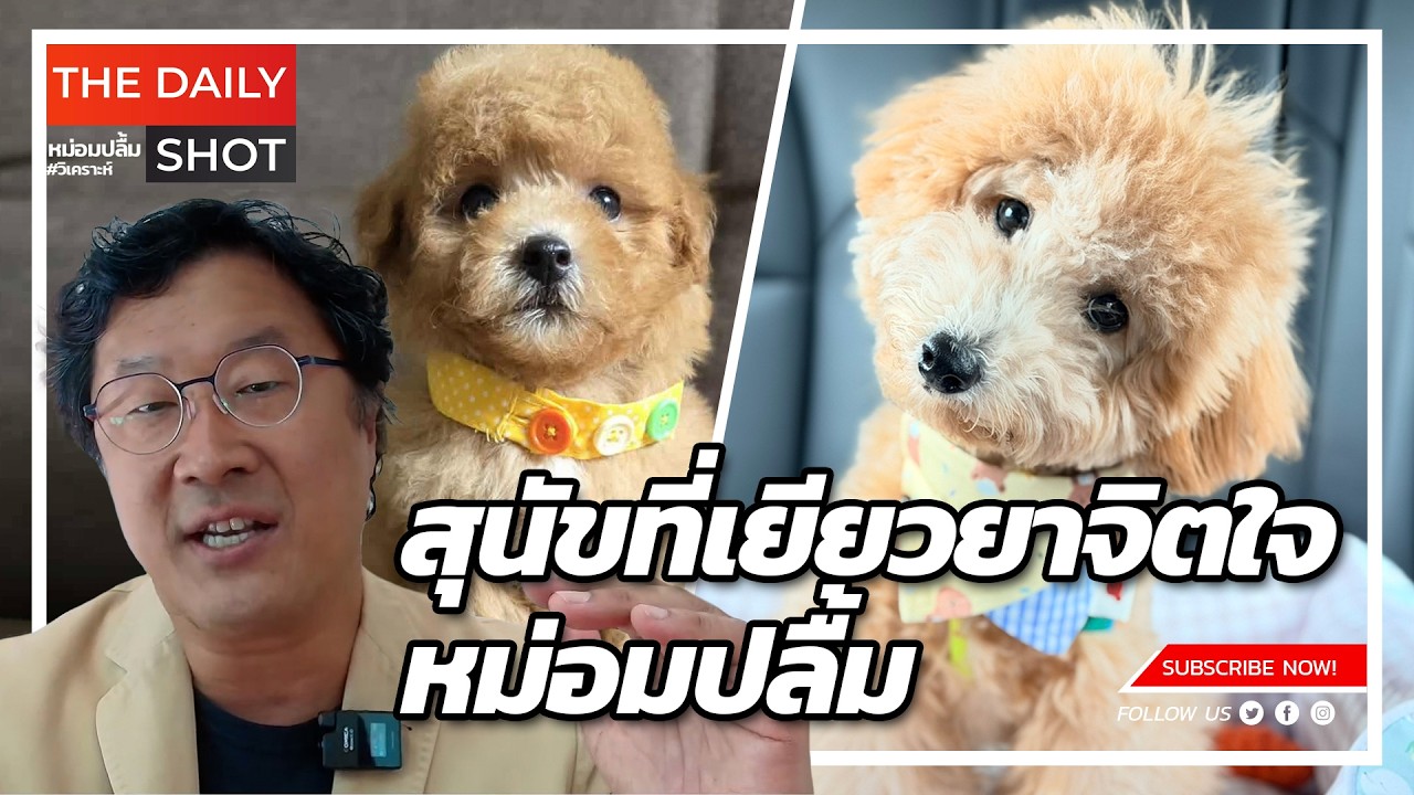 สุนัขพุดเดิ้ลทอยที่เยียวยาจิตใจหม่อมปลื้ม