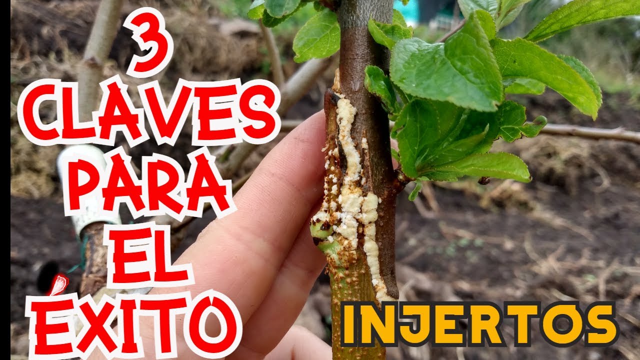 3 CLAVES PARA EL ÉXITO DE LOS INJERTOS FRUTALES, CONSEJOS PARA MEJORAR EL RENDIMIENTO Y PRENDIMIENTO