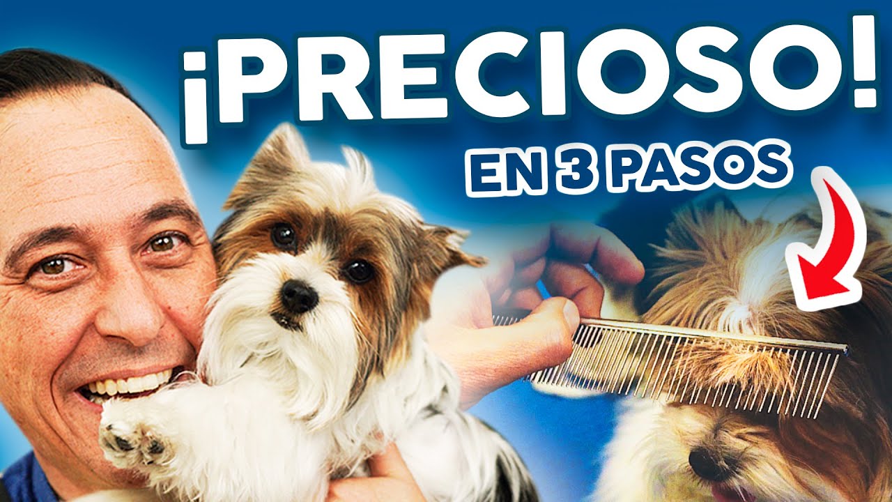 ¡HAZ ESTO! 👈 y TU YORKSHIRE ¡SE VERÁ PRECIOSO! | Peluquería Canina | Corte a TIJERA