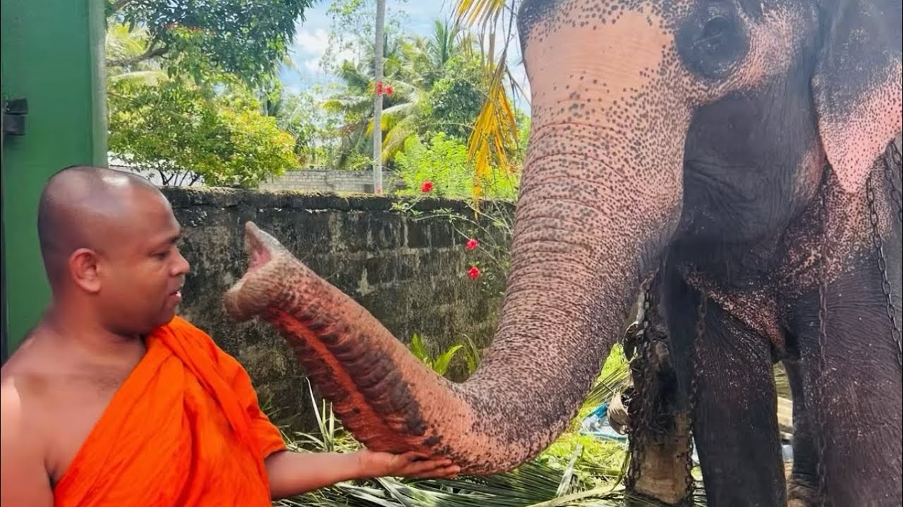2026 වසර පුරා ඔබට දායක විය හැකි වටින පින්කම්. මේ අපේ කාලයේ මහා පුණ්‍ය පෙළහරයි. ඔබේ පින්කමට දිනයක්..