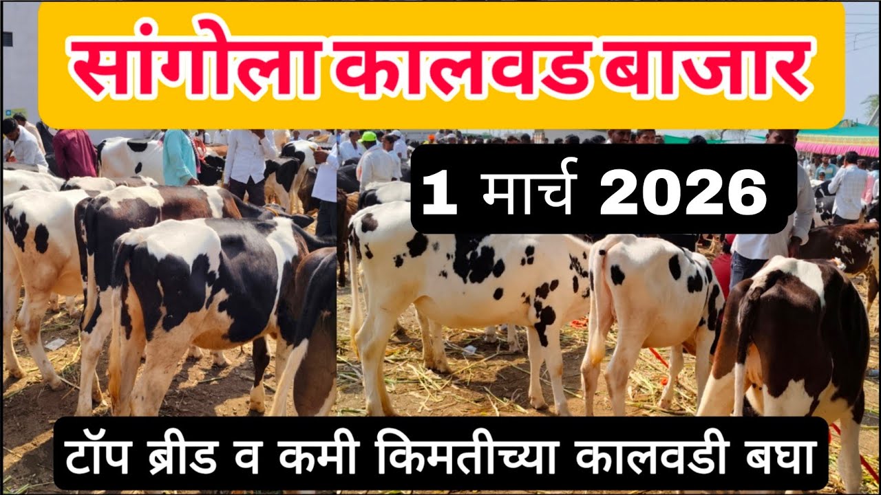 आजचा सांगोला कालवड बाजार 1 मार्च 2026 #Kalavad_Bazar #कालवड _बाजार #sangola_bazar #पाडी बाजार 