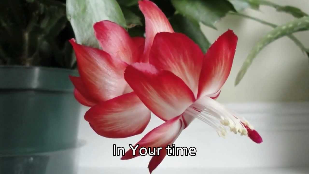 In His Time - Maranatha! Singers