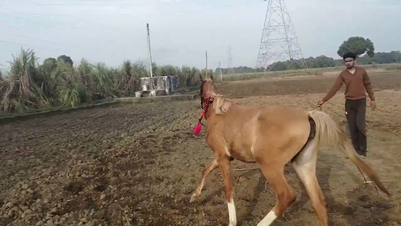 Noor ko kya hua 😱😱