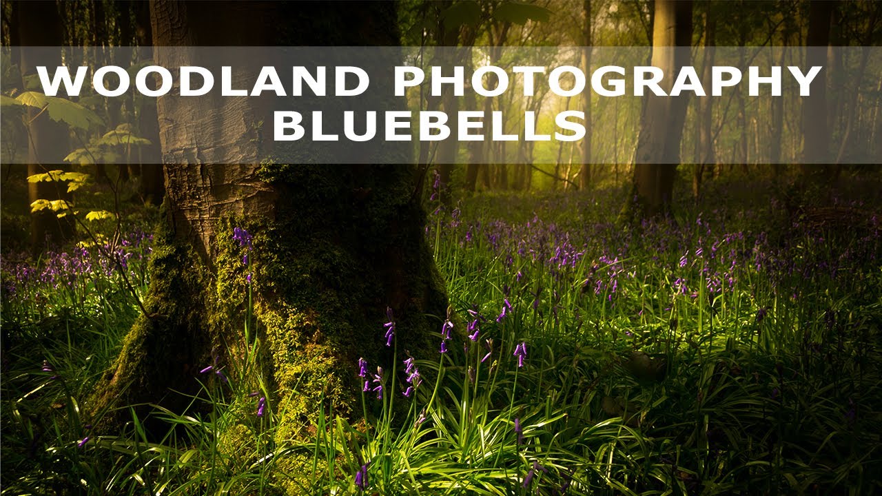 The best light for photographing Bluebells | Woodland Photography
