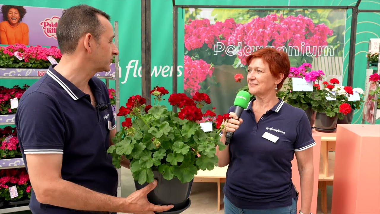 Pelargonium | Syngenta Flowers 2023