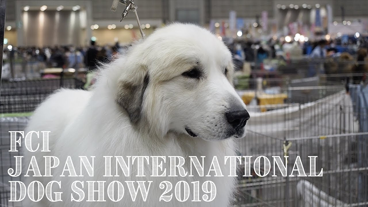 アランのドッグショー　FCI Japan International Dog Show 2019