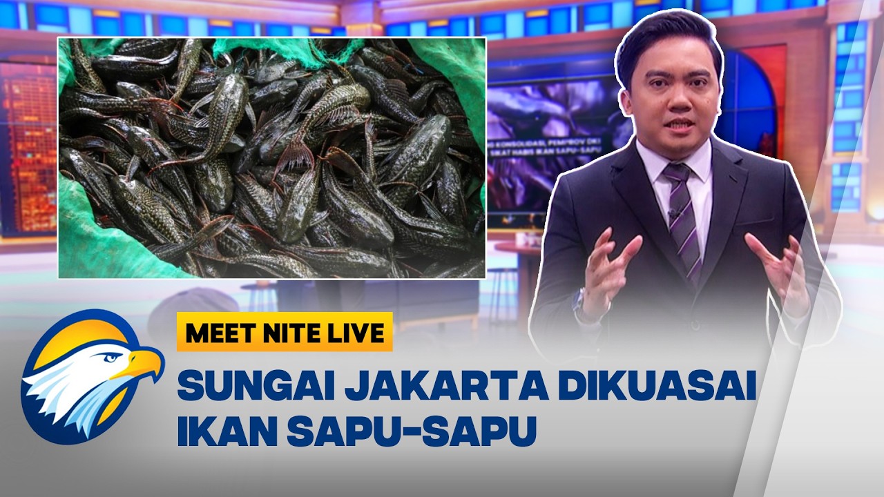 Problematika Invasi Ikan Sapu-Sapu, Pemprov DKI Turun Tangan!  - [Meet Nite Live]