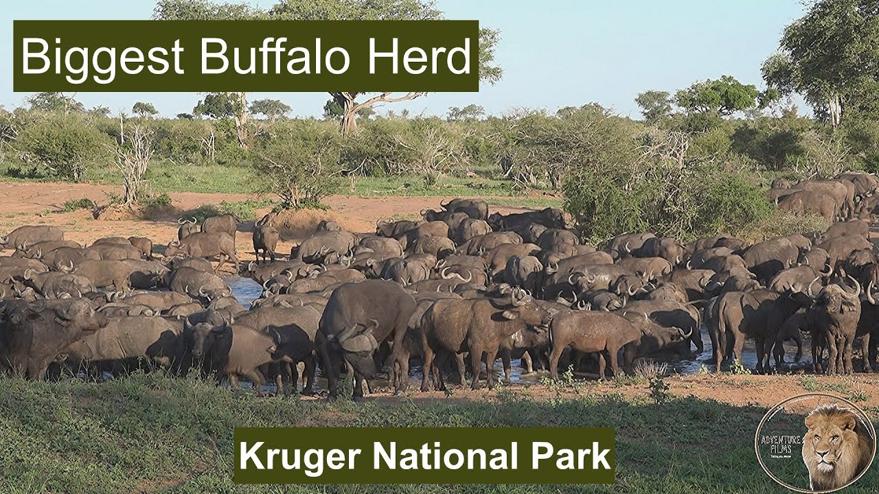 The Largest Buffalo Herd Ever Invades A Waterhole  In Kruger Park