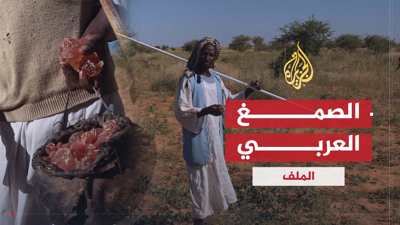 الملف | الصمغ العربي .. ثروة سودانية ذات فوائد متعددة