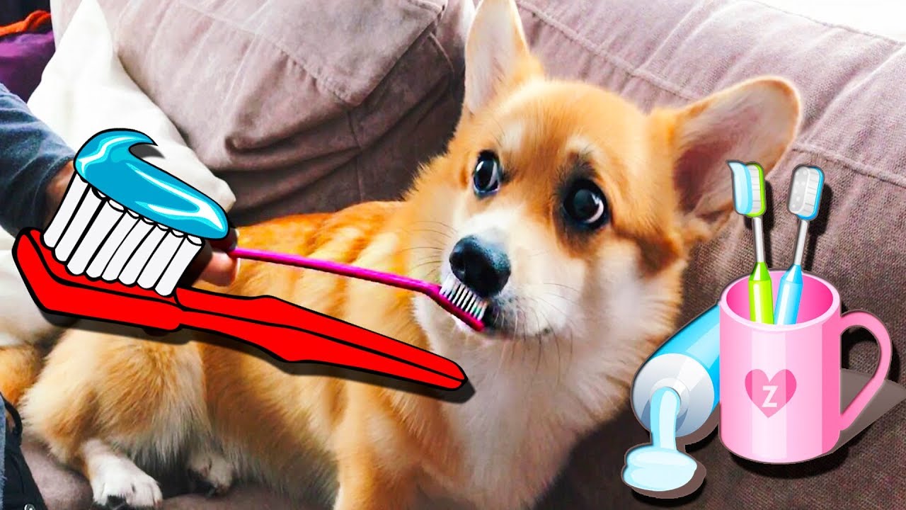 🐶Чистим зубы собаке! Первый раз