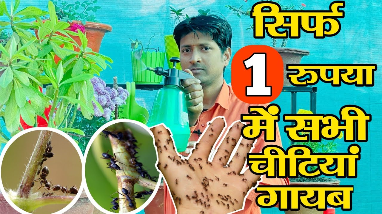 सिर्फ ₹1 में हर तरह की चीटियों को भगाएं || Ant Control Home Remedies || Garden Ant Control