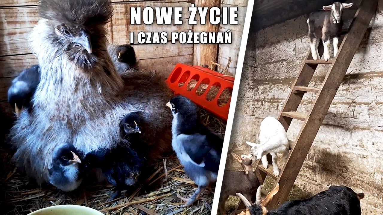Nowe życie 🐣 i&hellip; czas pożegnań 💔