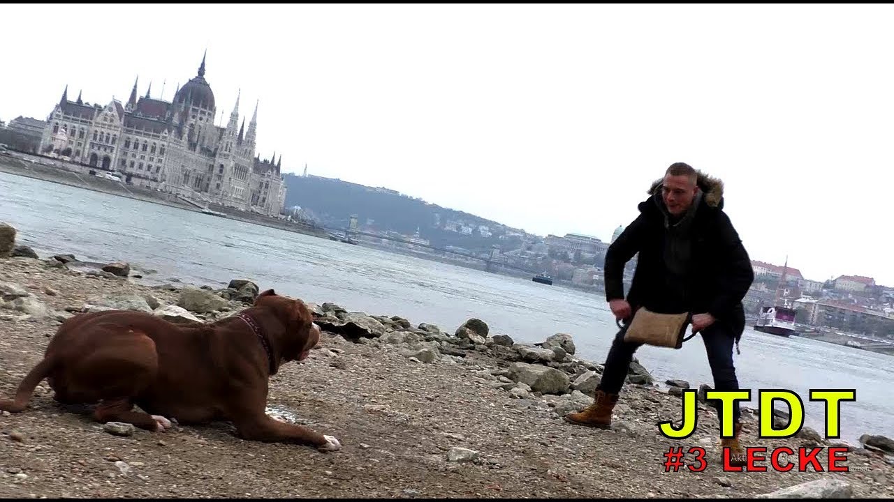 JTDT - A félreismert Bull típus (XXL pitbull stafford keverék)