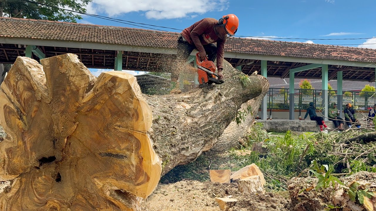 Extreme Heights! Felling a Giant Tree High Above the Building Roof!