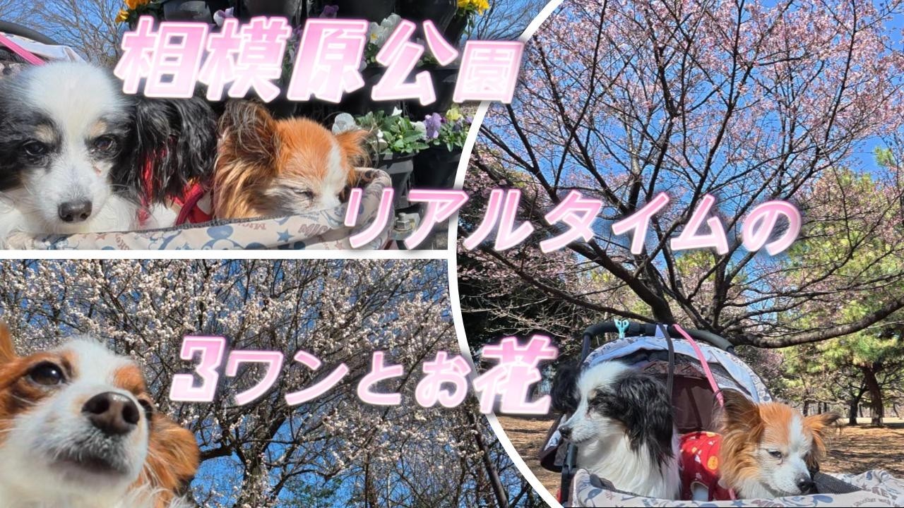 おひさしぶりです！リアルタイム3ワン。