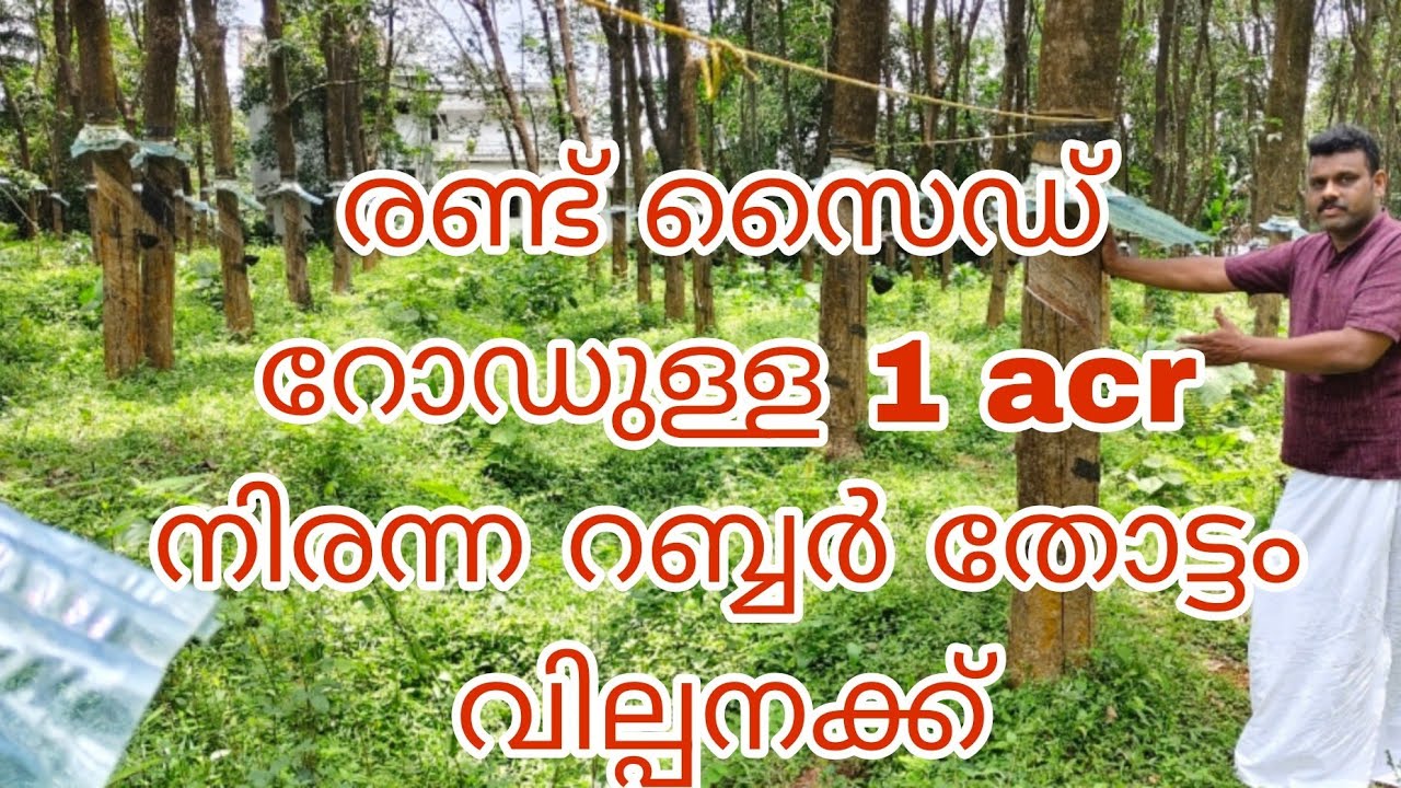 2 സൈഡ് റോഡുള്ള 1 acr നിരന്ന റബ്ബർ തോട്ടം വില്പനക്ക്‌