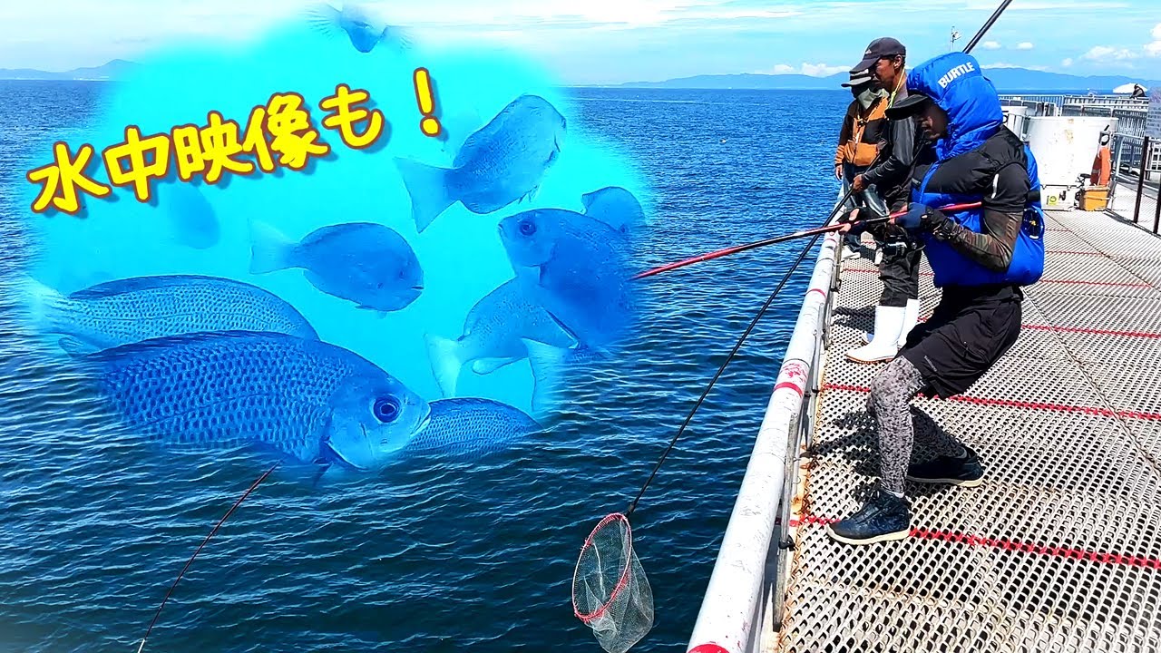 大物を泳がせ釣りで狙う！すごい海釣り公園とっとパーク！