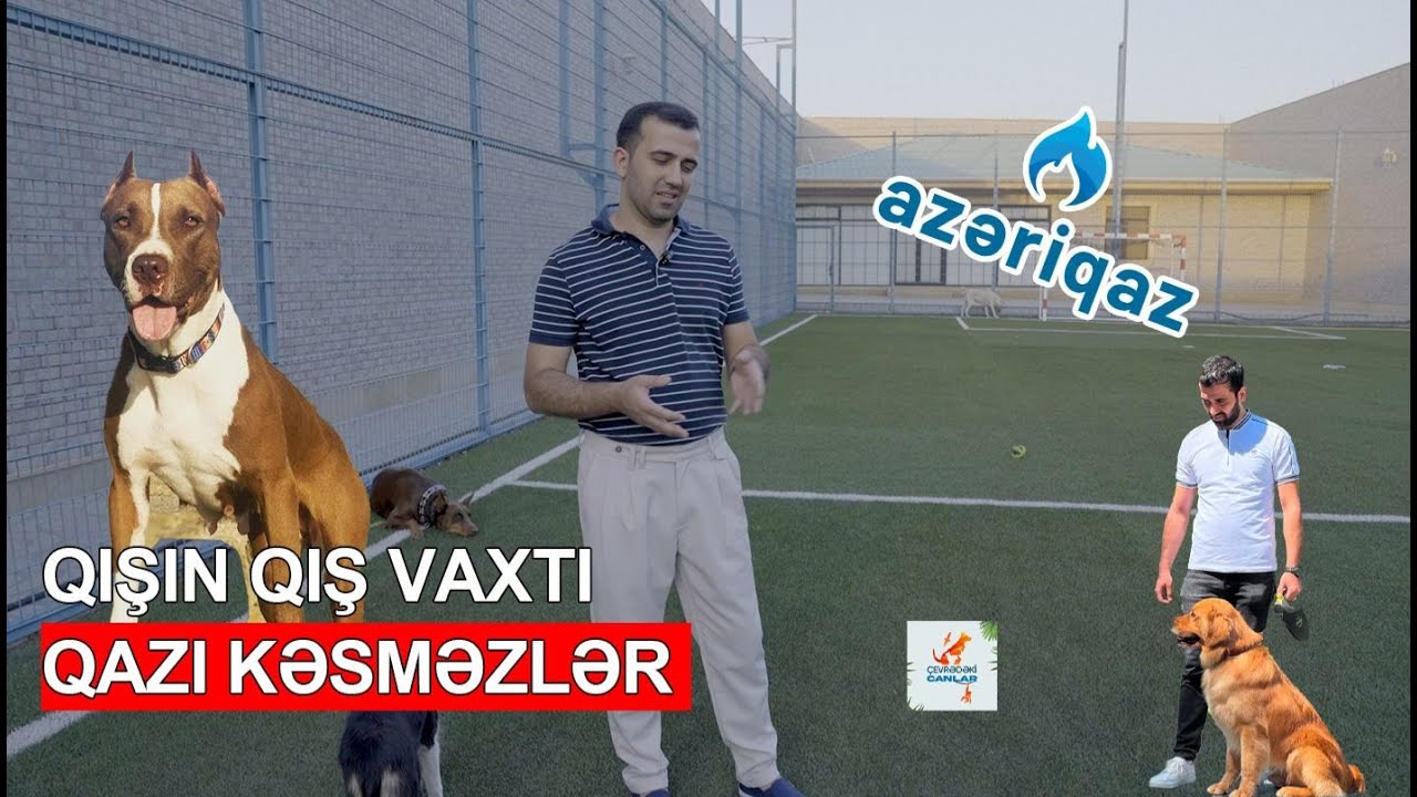 MESSin ƏZİZ XATİRƏSİNƏ Rəsul Əkbərli#animalcare #goldenretriever #bordercollie #doberman
